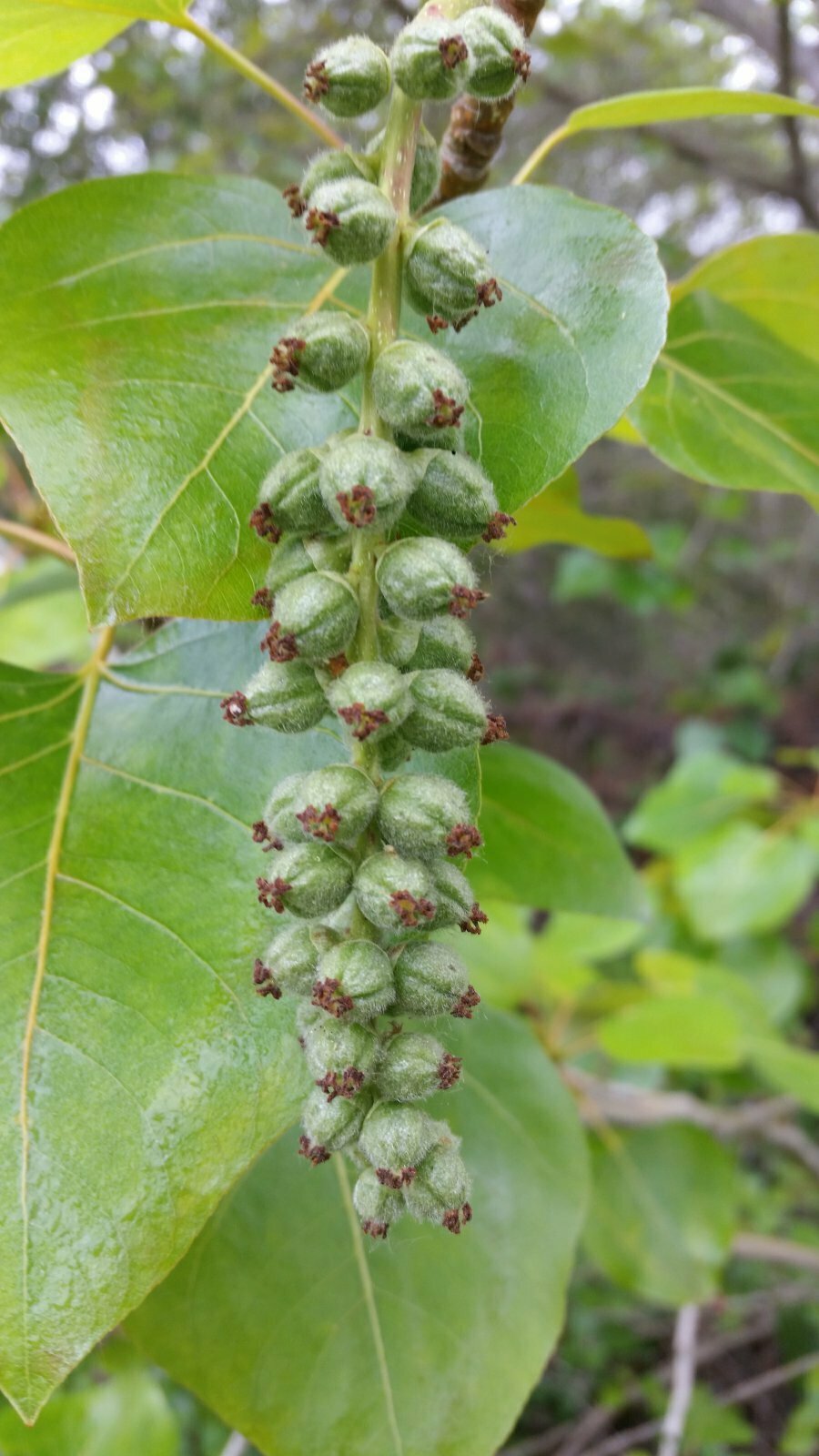 High Resolution Populus trichocarpa Fruit
